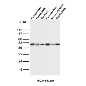 SOX10 Antibody in Western Blot (WB)