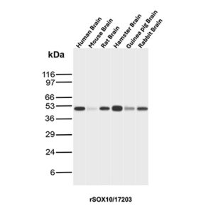 SOX10 Antibody in Western Blot (WB)