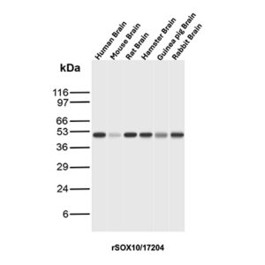SOX10 Antibody in Western Blot (WB)