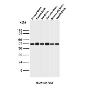 SOX10 Antibody in Western Blot (WB)
