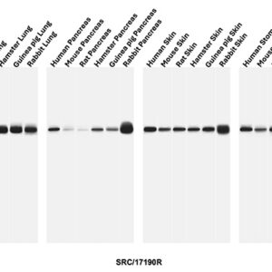 SRC Antibody in Western Blot (WB)