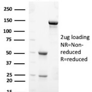 Synaptophysin (Neuroendocrine Marker) Antibody in SDS-PAGE
