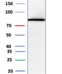 TGM2 Antibody in Western Blot (WB)