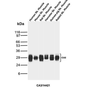 CA3 Antibody in Western Blot (WB)