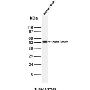 TUBA1A Antibody in Western Blot (WB)