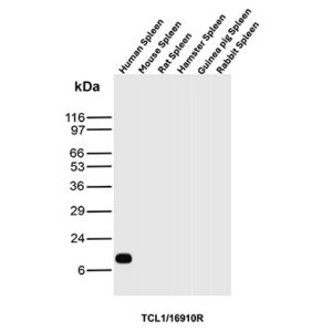 TCL1 Antibody in Western Blot (WB)