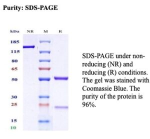 Recombinant Tomoregulin-1 Antibody in SDS-PAGE
