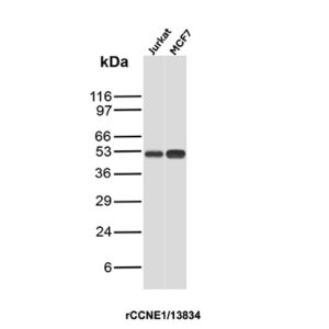 CCNE1 Antibody in Western Blot (WB)