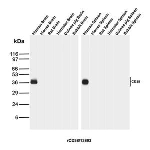 CD38 Antibody in Western Blot (WB)