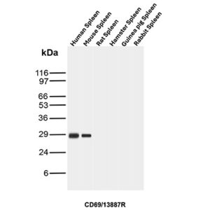 CD69 Antibody in Western Blot (WB)