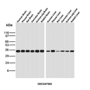 CDC34 Antibody in Western Blot (WB)